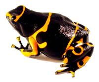 Dendrobates leucomelas 'British Guyana' (Captive Bred) - Bumble Bee Dart Frog