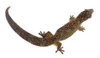 Bauer's Chameleon Gecko - Eurydactylodes agricolae (Captive Bred)