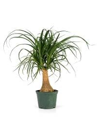 Beaucarnea recurvata 'Ponytail Palm' (6" Pot)