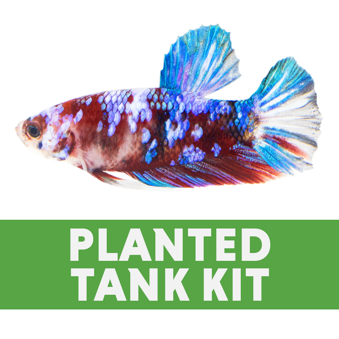 Fluval Flex 9 Betta Planted Tank BUNDLE (9 gallon - white)