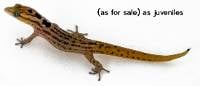 Big-Scaled Least Gecko (unsexed)