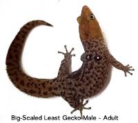 Big-scaled Least Gecko - Sphaerodactylus grandisquamis ateles (FKA: Sphaerodactylus macrolepis ateles) (Captive Bred)