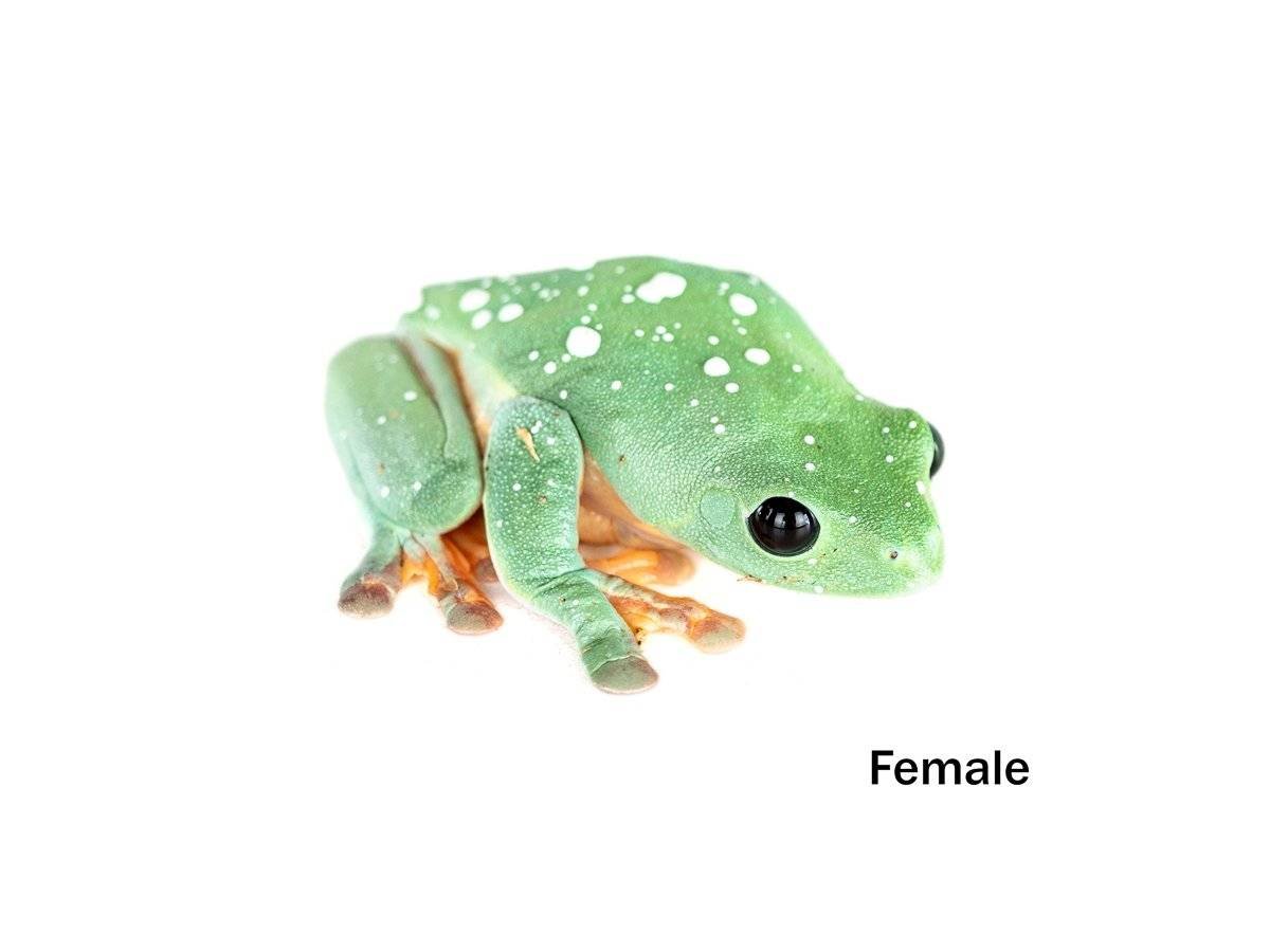 Image of Black-Eyed Tree Frog - Agalychnis moreletii (Captive Bred)  Female 
