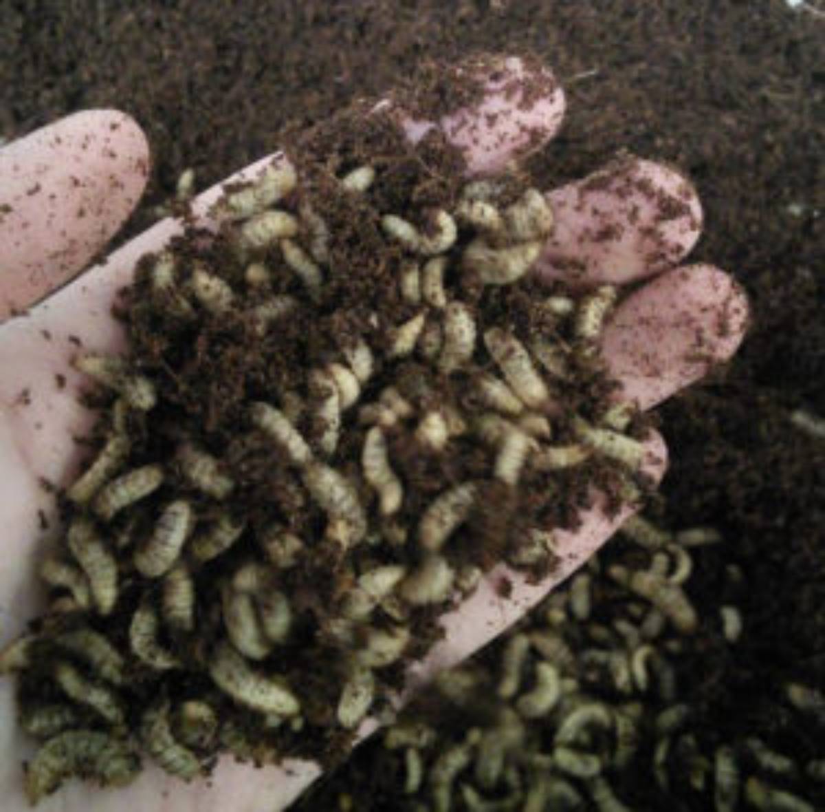 Feeder insects - black soldier fly larvae