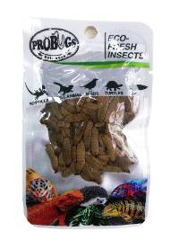 SINGLE PACK Probugs Eco-Fresh Black Soldier Fly Larvae FREE SHIPPING