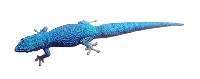 Electric Blue Day Gecko - Lygodactylus williamsi (Captive Bred)