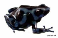 Dendrobates auratus 'Panamanian Blue & Black' | Blue and Black Poison Dart Frog (Captive Bred)
