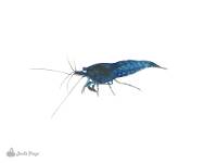 Blue Dream Shrimp (Neocaridina davidi USA tank raised)