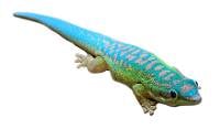 Blue-Tailed Day Gecko - Phelsuma cepediana (Captive Bred)