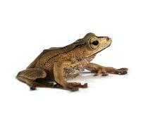 Borneo Eared Frog - Polypedates otilophus (Captive Bred)