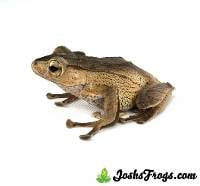 Subadult Borneo Eared Frog - Polypedates otilophus (Captive Bred)