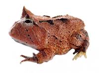 Brown Surinam Horned Pac-Man Frog - Ceratophrys cornuta (Captive Bred CBP)