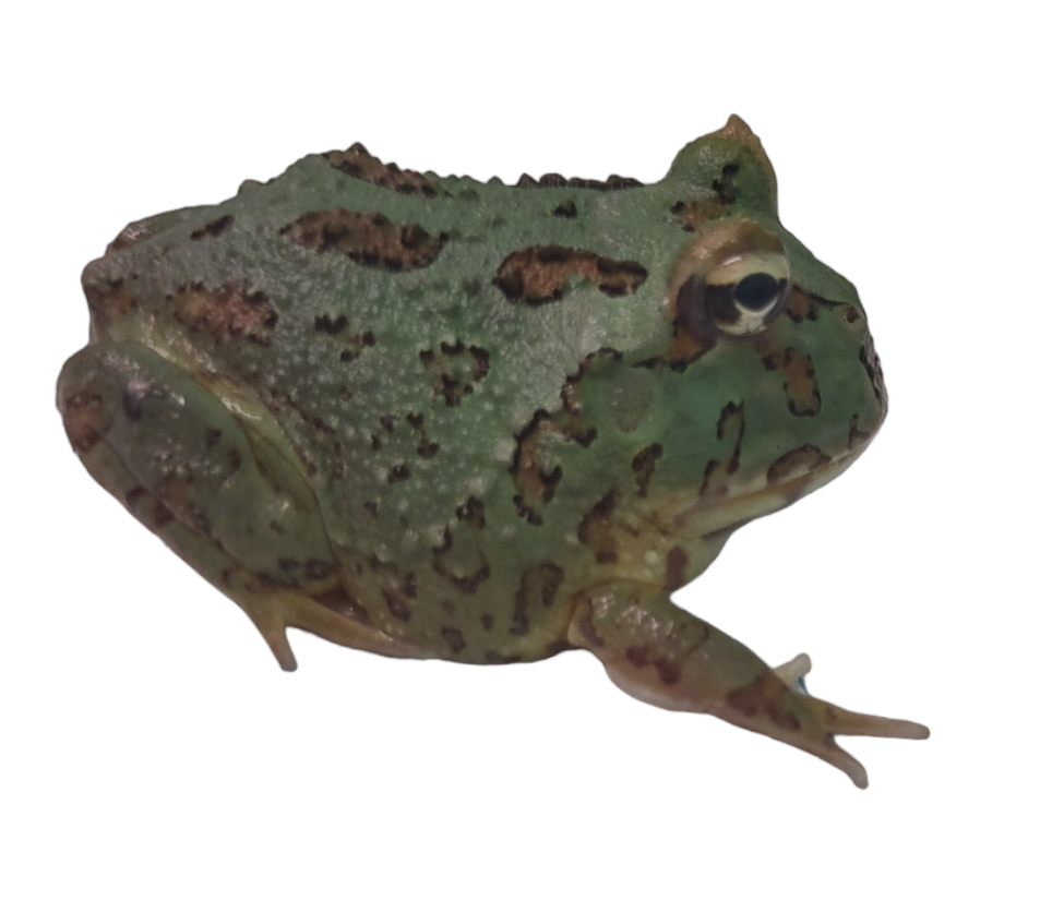 Samurai Pac-Man Frog - Ceratophrys cranwelli (Captive Bred CBP) C52