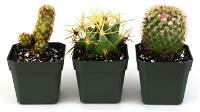 Cactus (Grower's Choice)