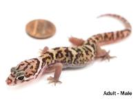 Central American Banded Gecko - Coleonyx mitratus (Captive Bred)