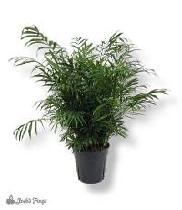 Chamaedorea elegans - Neanthe bella (Parlor Palm) - 6 inch pot
