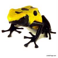 Dendrobates tinctorius 'Citronella' (Captive Bred) - Dyeing Poison Arrow Frog