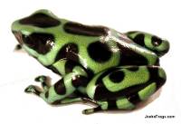 Dendrobates auratus 'Costa Rican Green & Black' | Green and Black Poison Dart Frog 