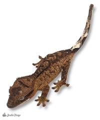 Crested Gecko - Correlophus ciliatus 'Brindle'