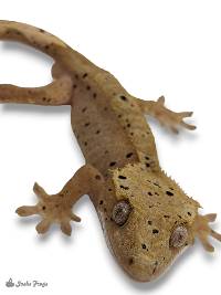 Crested Gecko - Correlophus ciliatus 'Dalmatian'