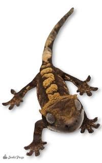 Crested Gecko - Correlophus ciliatus 'Flame'