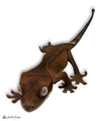 Crested Gecko - Correlophus ciliatus 'Patternless'
