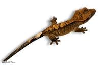 Crested Gecko - Correlophus ciliatus 'Tiger' (Keeper's Choice)