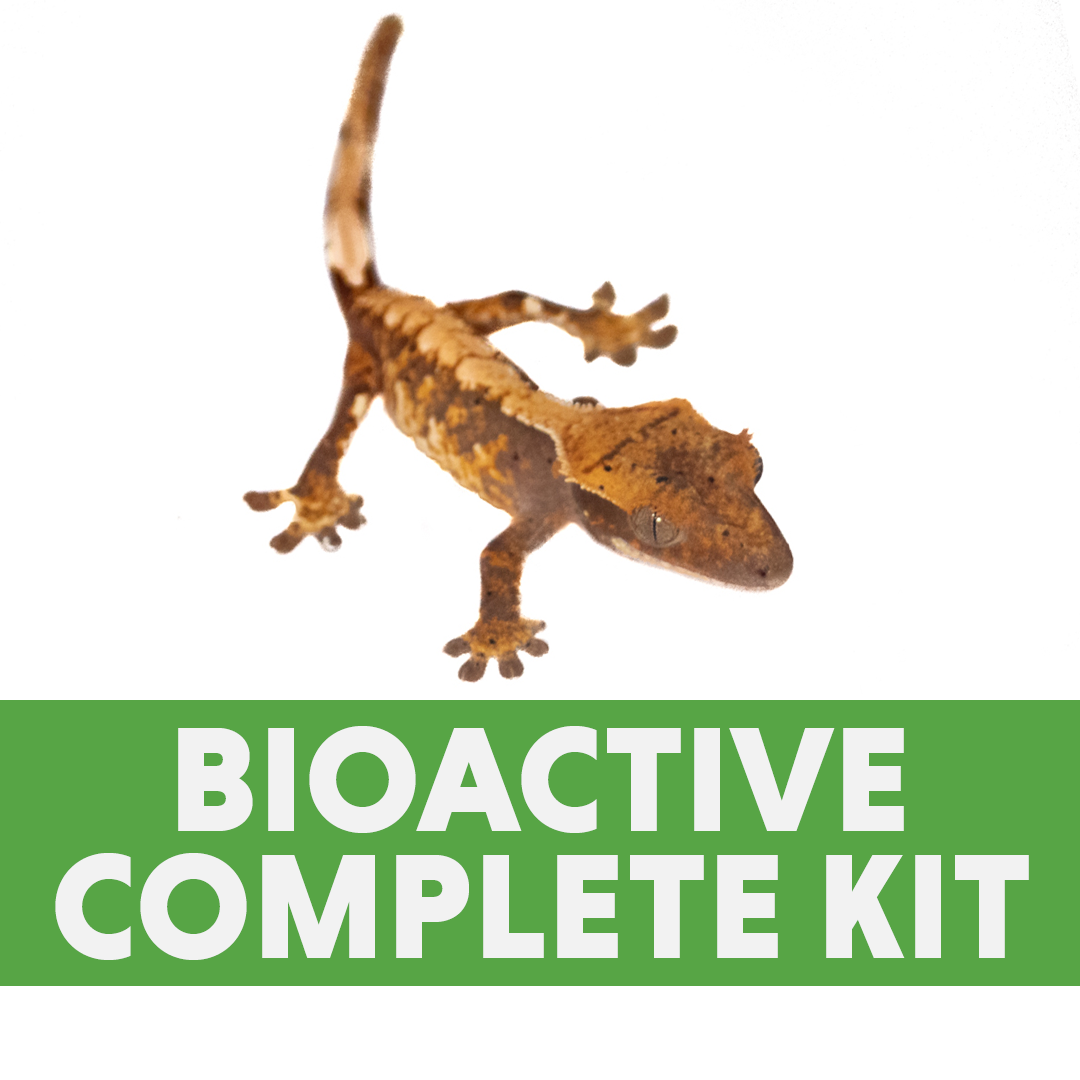 Complete Bioactive Habitat Kit for Crested, Chahoua OR Gargoyle Geckos (18x18x24 Glass Terrarium)