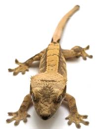 Crested Gecko Harlequin B550423
