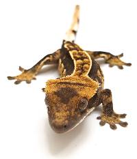 Crested Gecko Partial Pinstripe Harlequin B570423