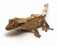 Crested Gecko Brindle Flame B600423