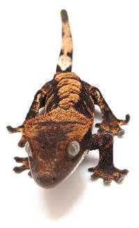 Crested Gecko Halloween C160623