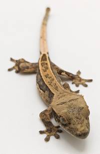 Crested Gecko Pinstripe A42