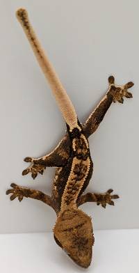 Crested Gecko Partial Pinstripe Harlequin B04