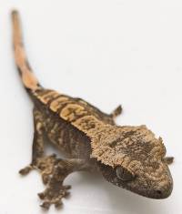 Crested Gecko Dashed Pinstripe Harlequin B22