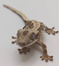 Crested Gecko Lilly White B410423