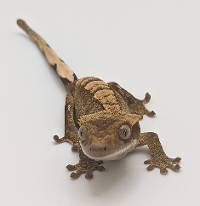 Crested Gecko Red Flame B440423