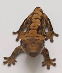 Crested Gecko Tiger (Tailless) B490423