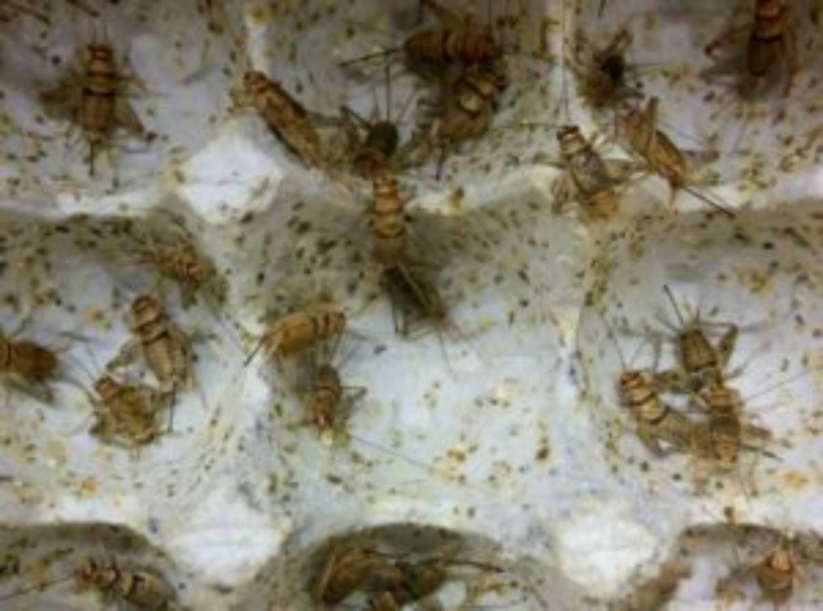 Crickets on Egg Crate