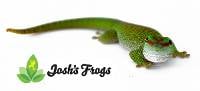 Crimson Giant Day Gecko - Phelsuma grandis (Captive Bred)