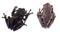 Sexed Pair Crowned Tree Frog - Anotheca spinosa (CBP)