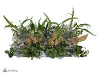 Dart Frog Wholesale Vivarium Plant Bundle (36 Plants)