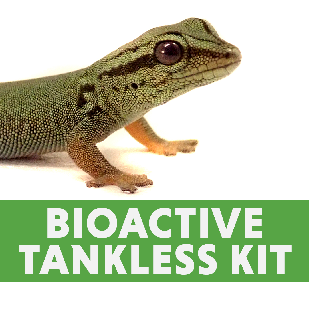 Day Gecko Tankless Habitat Bioactive Vivarium Kit (20 Gallon or 18x18x24)