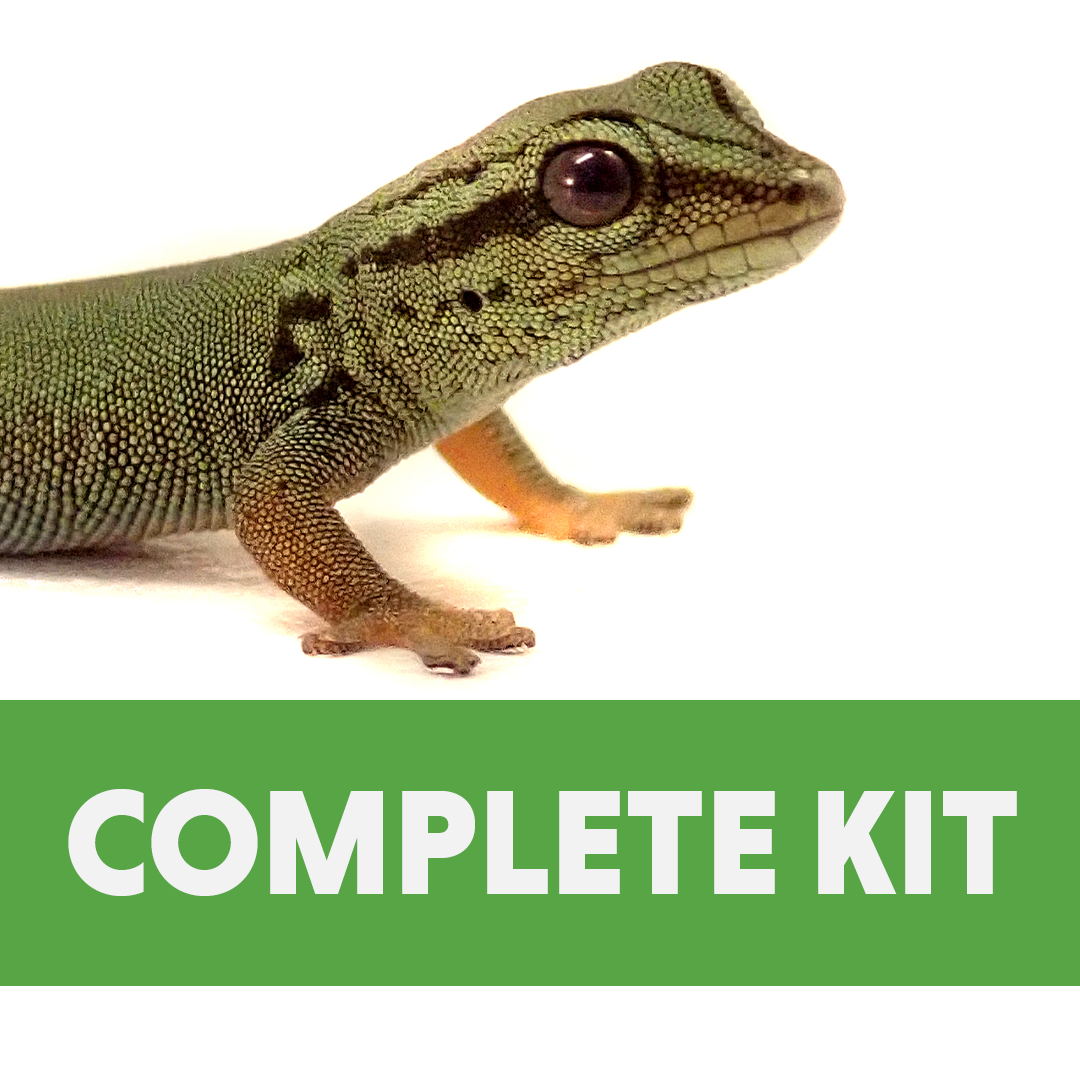 Day Gecko Complete Habitat Kit (12x12x18)