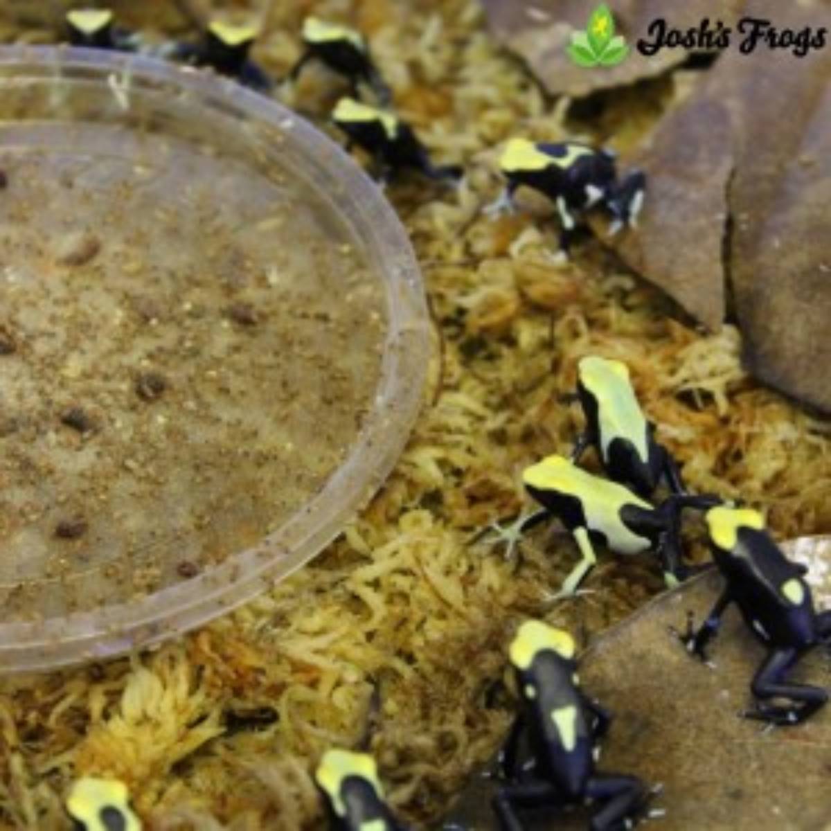 dendrobates tinctorius yellowback tincs poison dart frogs for sale Josh's frogs around feeding dish