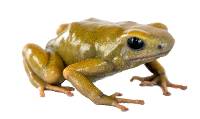 Dendrobates auratus 'Golden' | Green and Black Poison Dart Frog (Captive Bred)