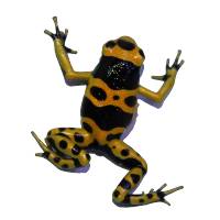 Dendrobates leucomelas 'Kahn Line' (Captive Bred) - Bumble Bee Dart Frog