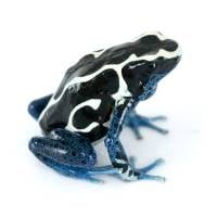 Dendrobates tinctorius 'Oyapok' (Captive Bred) - Dyeing Poison Arrow Frog