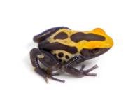 Dendrobates tinctorius 'Alalapadu Cobalt' ALBINO | Dyeing Poison Arrow Frog (Captive Bred)