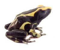 Dendrobates tinctorius 'Alanis' | Dyeing Poison Arrow Frog (Captive Bred) 